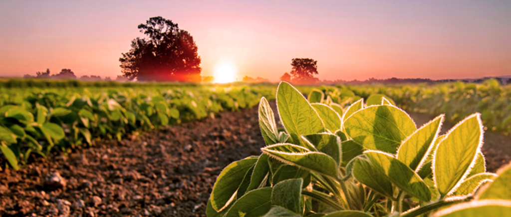 biofertilizantes