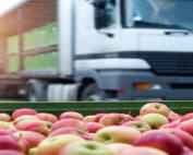 logistica-de-alimentos-eficiente
