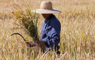 Um homem está num campo colhendo uma safra ou safrinha de arroz. Ele está protegido por um chapéu de palha com abas largas, veste uma blusa azul escura e segura uma foice.