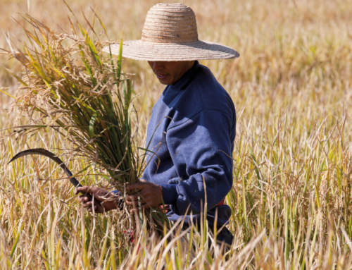 Como aproveitar a safrinha de arroz?