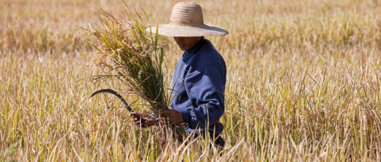 Um homem está num campo colhendo uma safra ou safrinha de arroz. Ele está protegido por um chapéu de palha com abas largas, veste uma blusa azul escura e segura uma foice.
