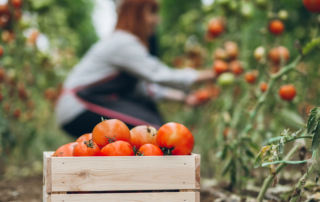 A imagem mostra uma plantação de tomates, representando as expectativas para a safra e a safrinha em 2025. Em primeiro plano, ao centro, tem uma caixa com tomates colhidos. Ela está no "corredor", com plantações dos dois lados. Ao fundo, desfocada, tem uma mulher trabalhando na colheita da safra dos tomates.